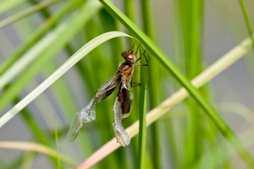 A Carolina Saddlebags Dragonfly that has recently emerged from its nymph stage.  Notice that the wings are still crumpled after emerging.  They will soon straighten out and the dragonfly will be able to fly.