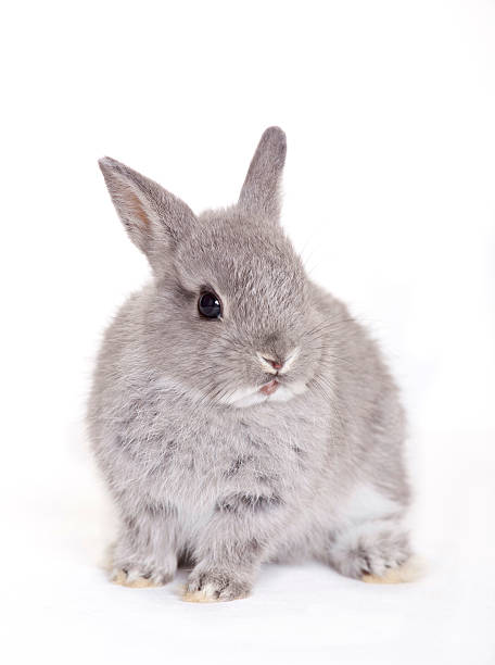 istock Little gray baby bunny, rabbit 123357754