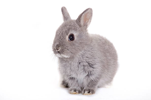 istock Little gray baby bunny, rabbit 123357765