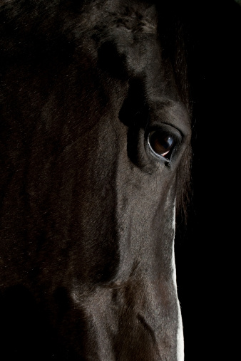sideview and close up of a black horse head