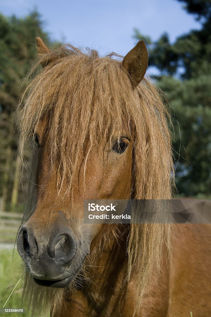 Руководитель close up of a cute Шетландский пони - Стоковые фото Вертикальный роялти-фри