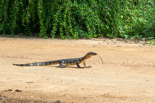 This reptile is a wild Asian water monitor (Varanus salvator) lizard which is native to Southeast Asia.  Often found in populated areas such as this street in Ko Lanta, Krabi province, Thailand.