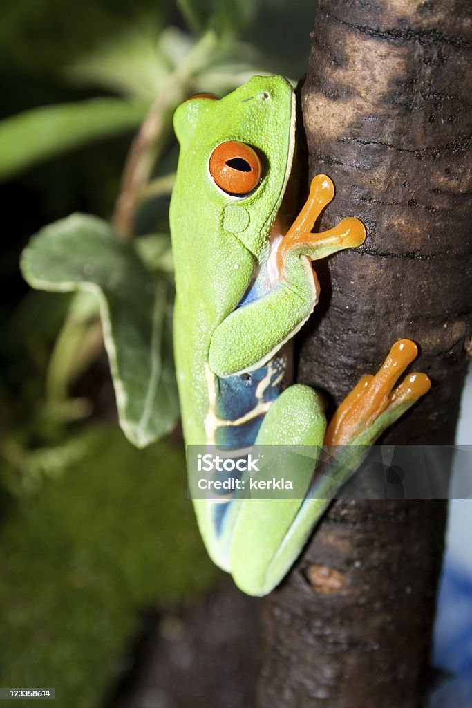 붉은눈나무개구리 on 줄기 - 로열티 프리 0명 스톡 사진