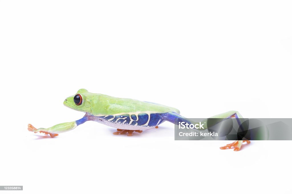 Red-eyed tree frog macro of a red-eyed tree frog (agalychnis callidryas) isolated on white Amphibian Stock Photo