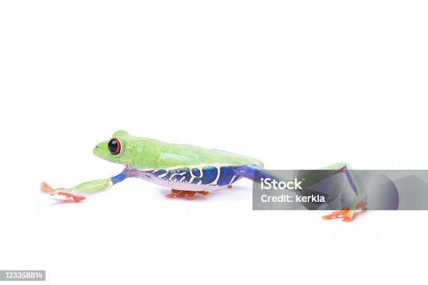Redeyed Tree Frog Stock Photo - Download Image Now - Amphibian, Animal, Blue