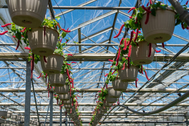 istock Cat tail flower at Greenhouse, Ontario, Canada 1233591049