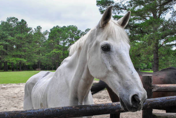 viejo triste flaco caballo semental blanco en el campo cerca de los establos. yegua saludable. caballo cuarto americano - horse stall stable horse barn fotografías e imágenes de stock