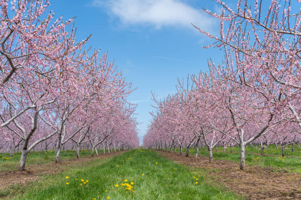 istock Fruit trees Blooming at farm, Ontario, Canada 1233602658