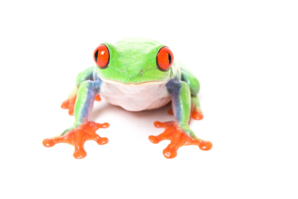 istock frog sitting in front of camera 123361102