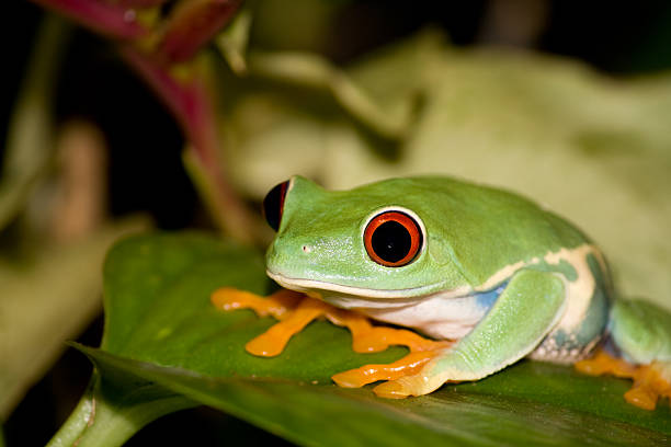 istock frog sitting on a leaf in nature 123361393