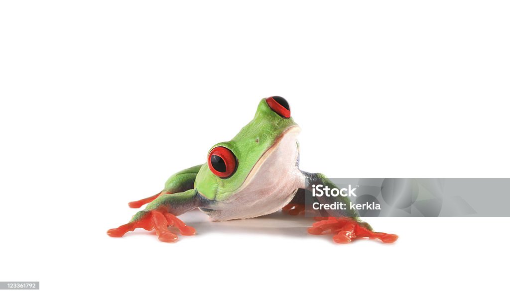 Curious looking frog close up of red-eyed tree frog Frog Stock Photo