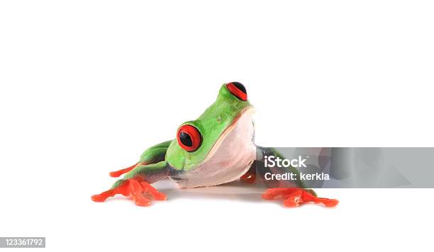 Curious Looking Frog Stock Photo - Download Image Now - Frog, Amphibian, Animal
