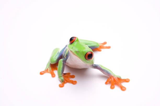 istock Vibrant photo of a tree frog, on a white background 123361798