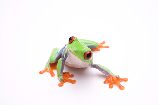 Curious looking red-eyed tree frog on white background 