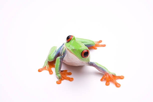 Vibrant photo of a tree frog, on a white background Curious looking red-eyed tree frog on white background  tree frog photos stock pictures, royalty-free photos & images