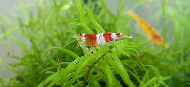 レッドのクリスタルの水槽（caridina cf.cantonensis kristallrote zwerggarnele - 水生植物 ストックフォトと画像