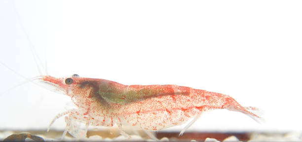 Macro of a Red Fire dwarf shrimp in an aquarium