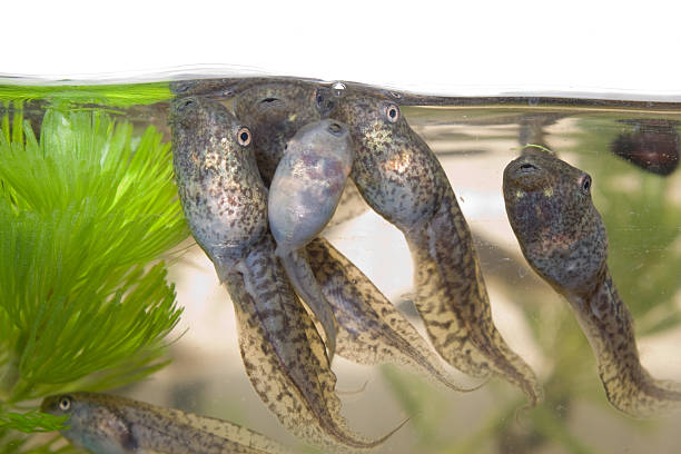 tadpoles in an aquarium - kikkervisje stockfoto's en -beelden