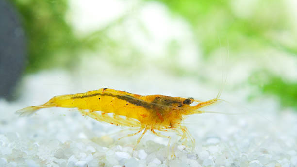 istock Mandarin Shrimp ( Caridina cf. propinqua  ) in an aquarium 123361889