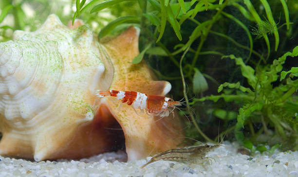 レッドのクリスタルエビの水族館（caridina cf.cantonensis kristallrote zwerggarnele - 水生植物 ストックフォトと画像