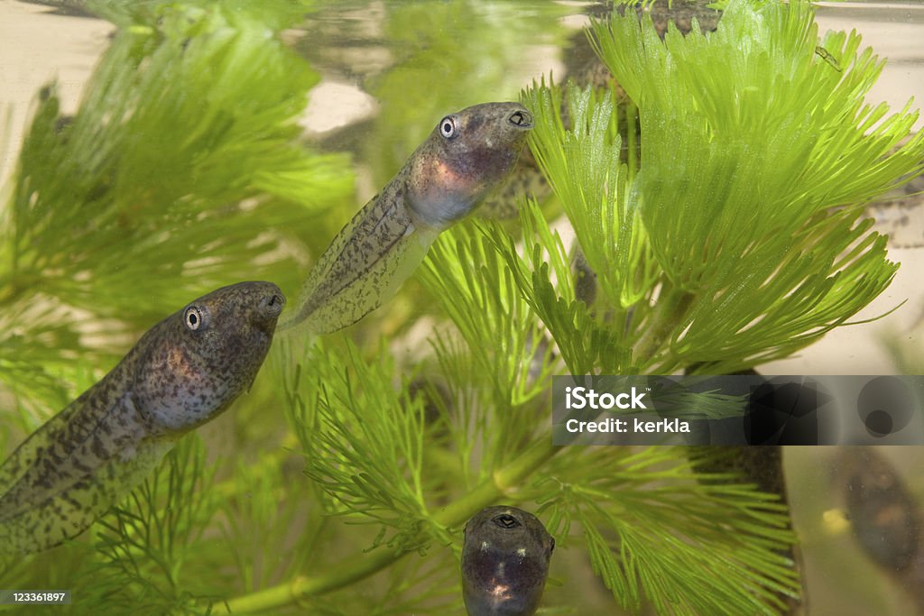 Tadpoles dans un aquarium - Photo de Têtard libre de droits