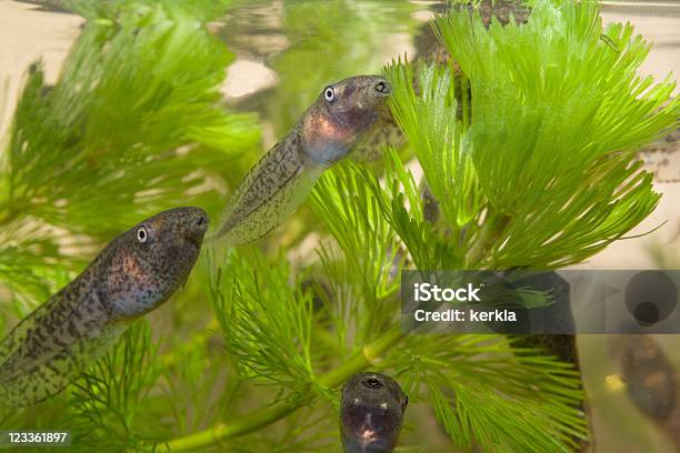 Tadpoles の水族館 - オタマジャクシのストックフォトや画像を多数ご用意 - オタマジャクシ, カラー画像, マクロ撮影