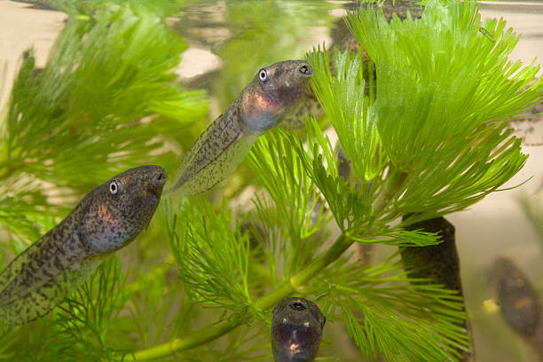 tadpoles in an aquarium - kikkervisje stockfoto's en -beelden