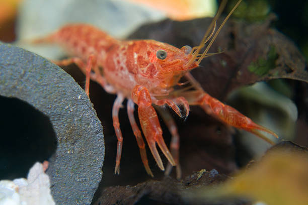 istock Orange crayfish ( CPO ) Cambarellus patzcuarensis 123361939