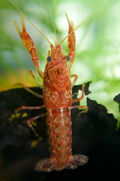 istock Orange crayfish ( CPO ) Cambarellus patzcuarensis 123361952