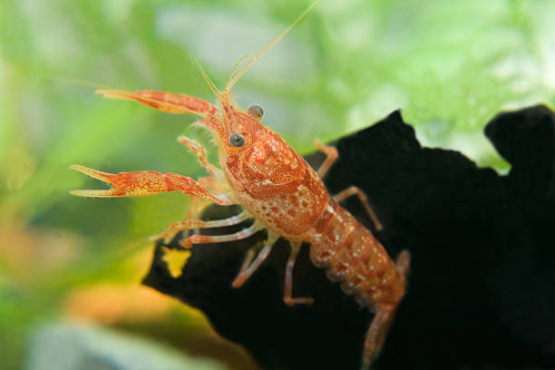 オレンジイセエビ（cpo cambarellus patzcuarensis - 水生植物 ストックフォトと画像