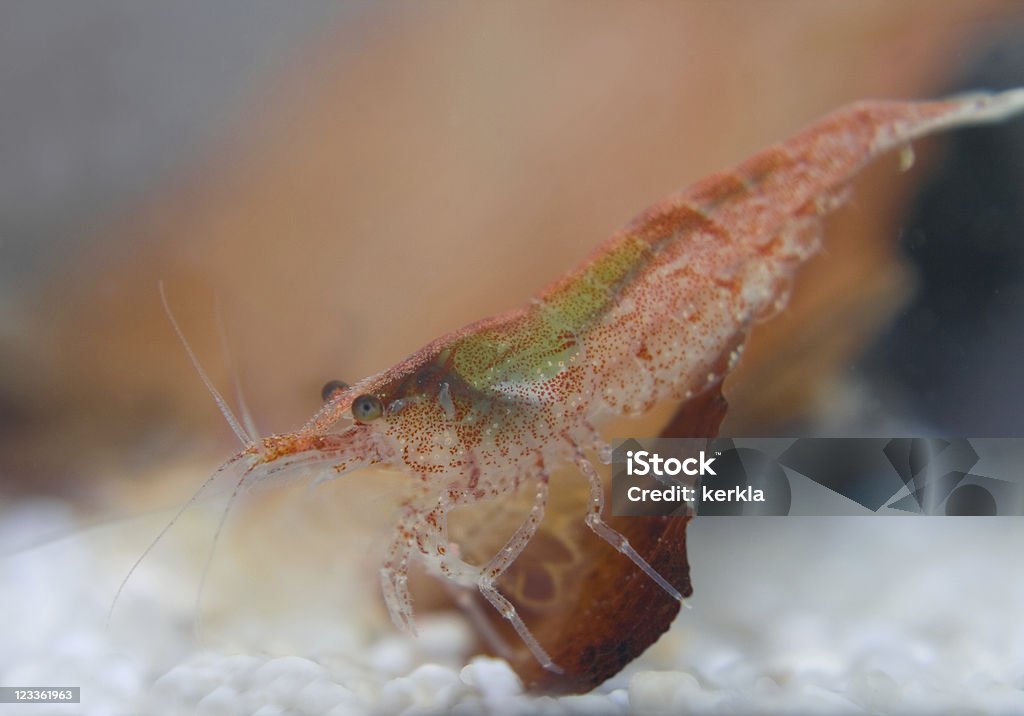 Red Fire dwarf shrimp ( Neocaridina denticulata sinensis ) Macro of a Red Fire shrimp ( Neocaridina denticulata sinensis )  in an aquarium Animal Stock Photo