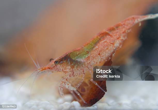 Red Fire Dwarf Shrimp Stock Photo - Download Image Now
