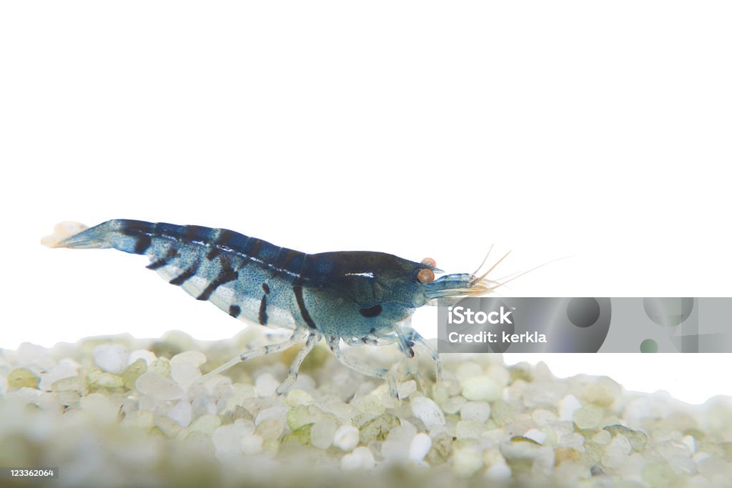 Голубой тигровый (Caridina cf.cantonensis) креветки, изолированные на белом - Стоковые фото Настоящая креветка - животное роялти-фри