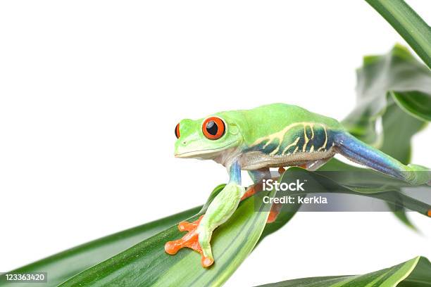 Frog Sitting On A Plant Stock Photo - Download Image Now - Amphibian, Animal, Animal Welfare