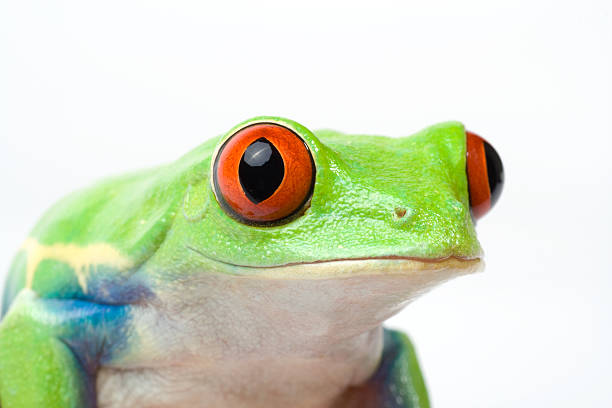 An extreme close up of an American Bullfrog's eye.