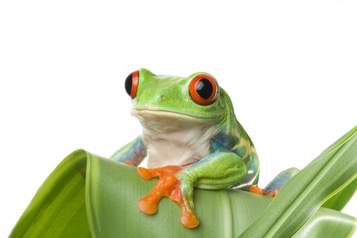 macro of a red-eyed tree frog (agalychnis callidryas) sitting on a plant