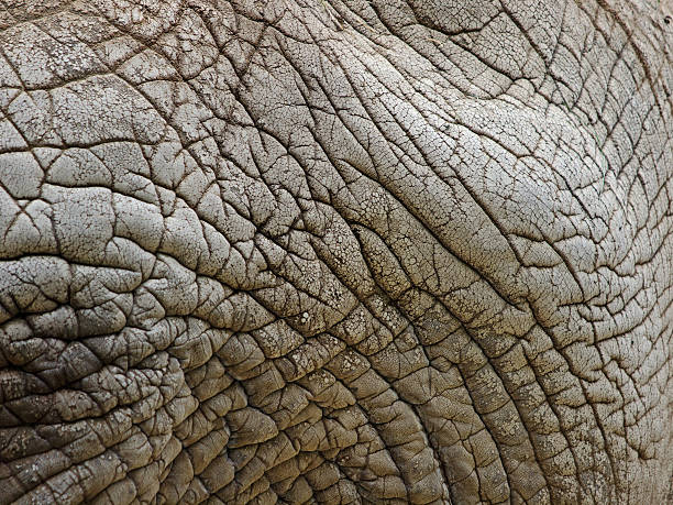 elefante africano pelle primo piano - focus on foreground bright color intensity brown foto e immagini stock