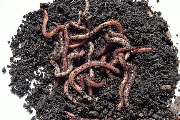 istock Earthworms for fishermen 123363693