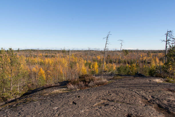 istock Peaceful nature at Tyresta National Park, Sweden. 1233645382