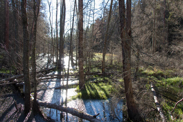 istock Peaceful Nature at Tyresta National Park, Sweden. 1233653939