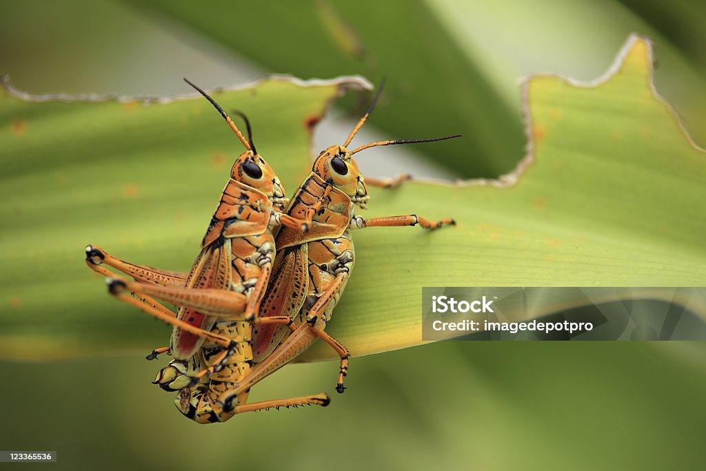 grasshopper - Foto de stock de Abdome royalty-free