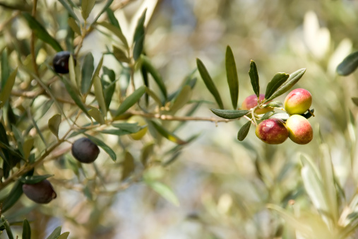 close up shot of olive tree.