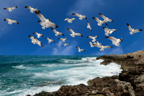 seagulls flying over waves.