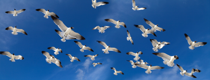 group of seagulls flying over clear sky.