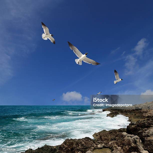 Pájaros Volando Foto de stock y más banco de imágenes de Gaviota - Gaviota, Playa, Arriba de