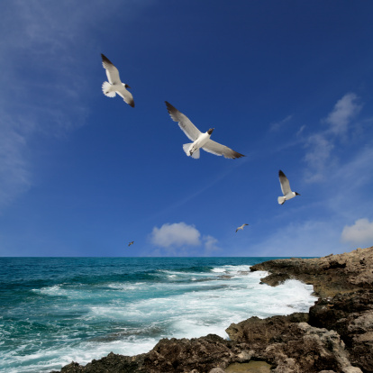 seascape and flying seagulls over blue sky.