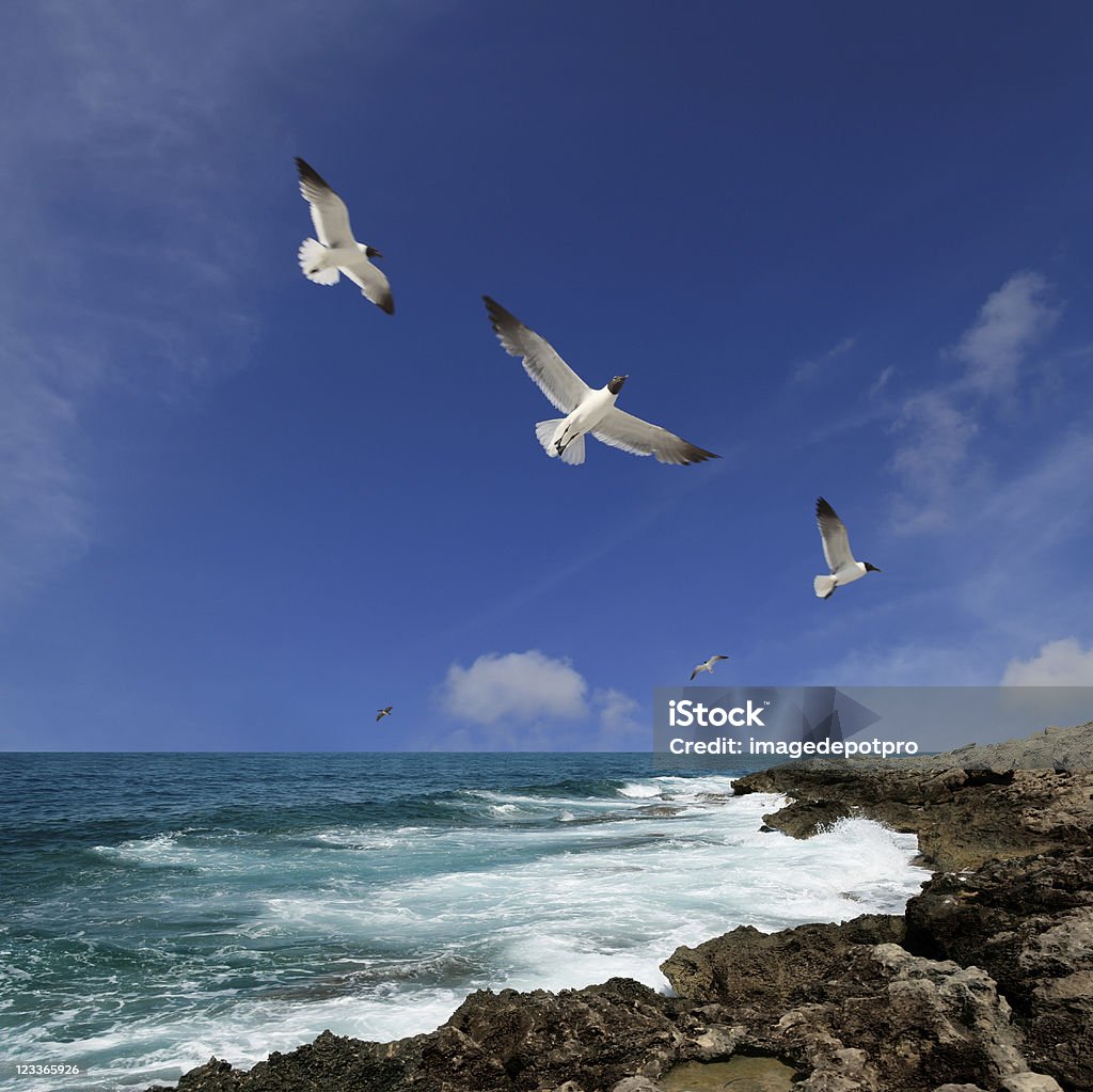 flying birds - Стоковые фото Пляж роялти-фри