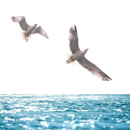 seagull flying over sea.