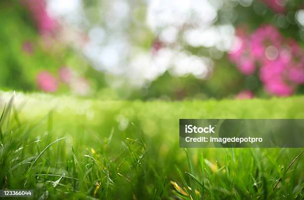 Frische Stockfoto und mehr Bilder von Hausgarten - Hausgarten, Bildhintergrund, Gras