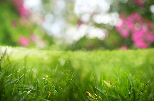 freshness close up shot of green grass garden. leath stock pictures, royalty-free photos & images